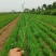 河北定州侧柏小苗子播柏树苗扁柏小苗现侧柏苗基地直发