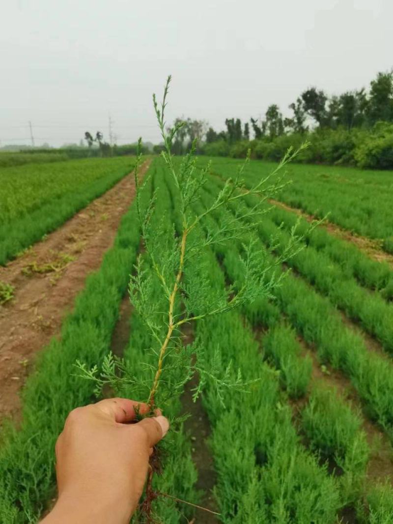 河北定州侧柏小苗子播柏树苗扁柏小苗现侧柏苗基地直发
