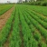 河北定州侧柏小苗子播柏树苗扁柏小苗现侧柏苗基地直发