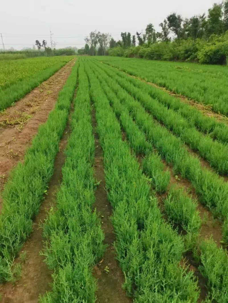 河北定州侧柏小苗子播柏树苗扁柏小苗现侧柏苗基地直发