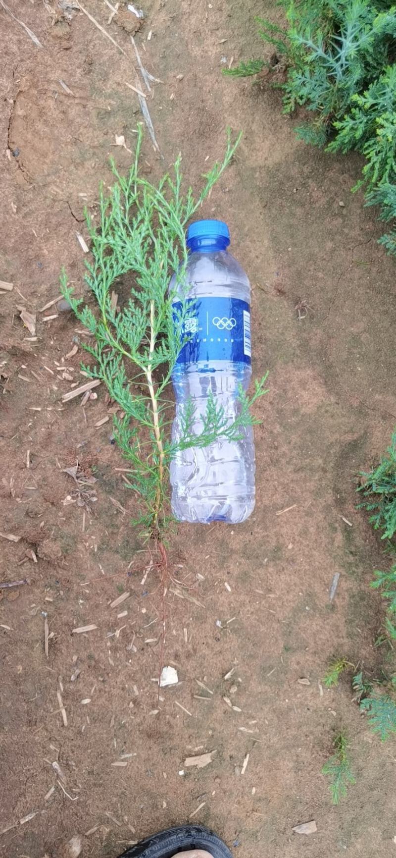 河北定州侧柏小苗子播柏树苗扁柏小苗现侧柏苗基地直发