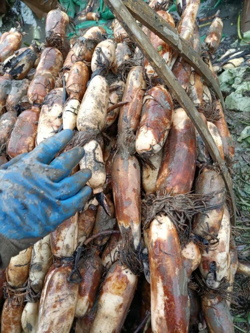 江苏宝应县罐头藕美人红莲藕，肉白，粉汁大，食品加工理想原材