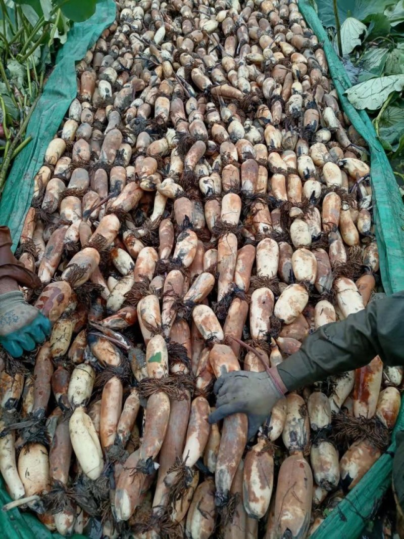 江苏宝应县罐头藕美人红莲藕，肉白，粉汁大，食品加工理想原材