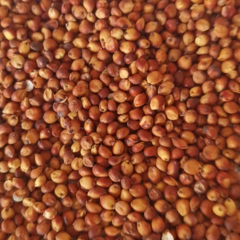 精品小颗粒小红粮