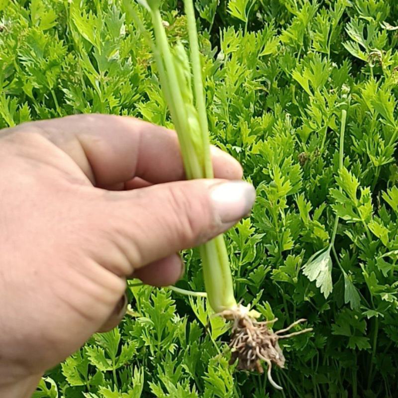 皇后芹菜苗
