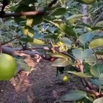 阳信梨烂