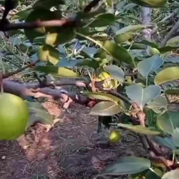 阳信梨烂