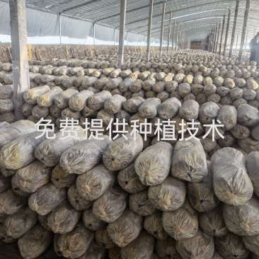 灵芝菌种灵芝菌包鹿茸芝菌棒灵芝菌棒辅料全高质量源头厂家