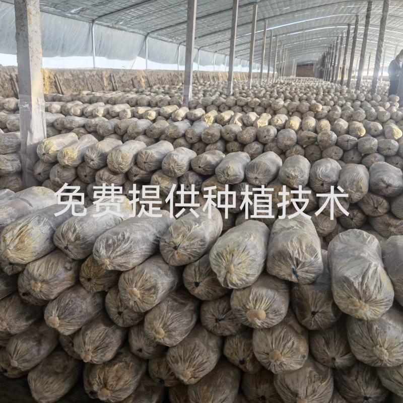 灵芝菌种灵芝菌包鹿茸芝菌棒灵芝菌棒辅料全高质量源头厂家