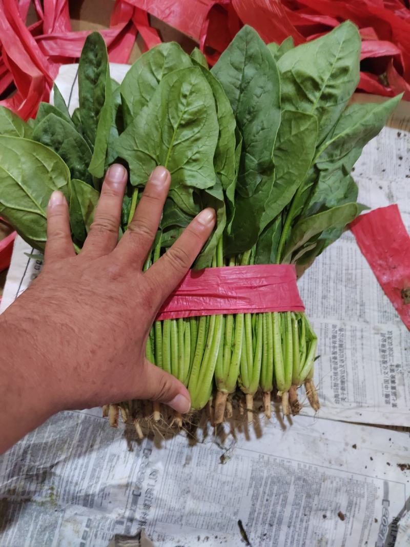 菠菜。颜色深绿，可供山东河南全国各大市场超市