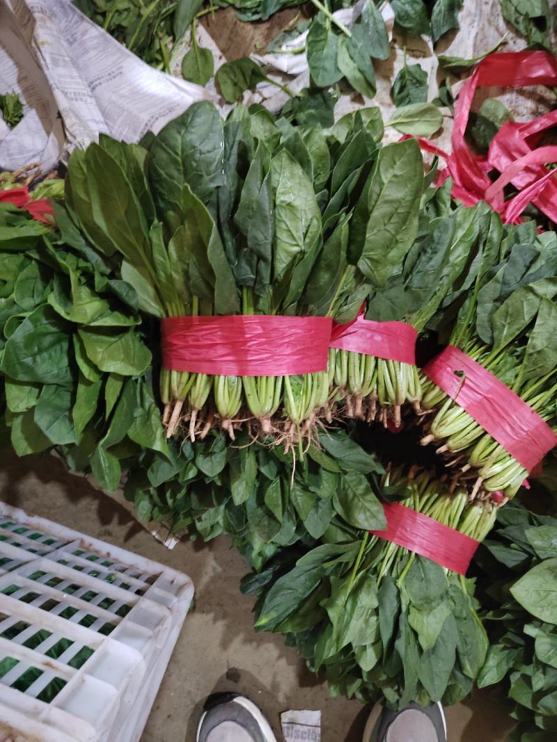 菠菜。颜色深绿，可供山东河南全国各大市场超市