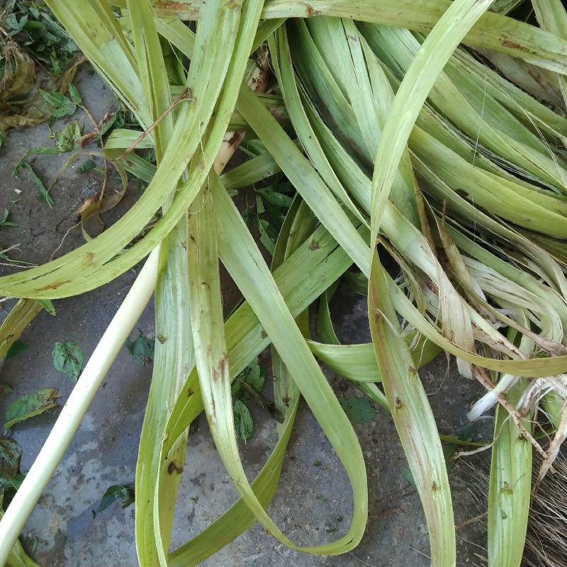 黄麻