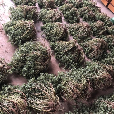 很嫩的马齿苋，全部都是精品，常年大量供应。