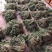 很嫩的马齿苋，全部都是精品，常年大量供应。