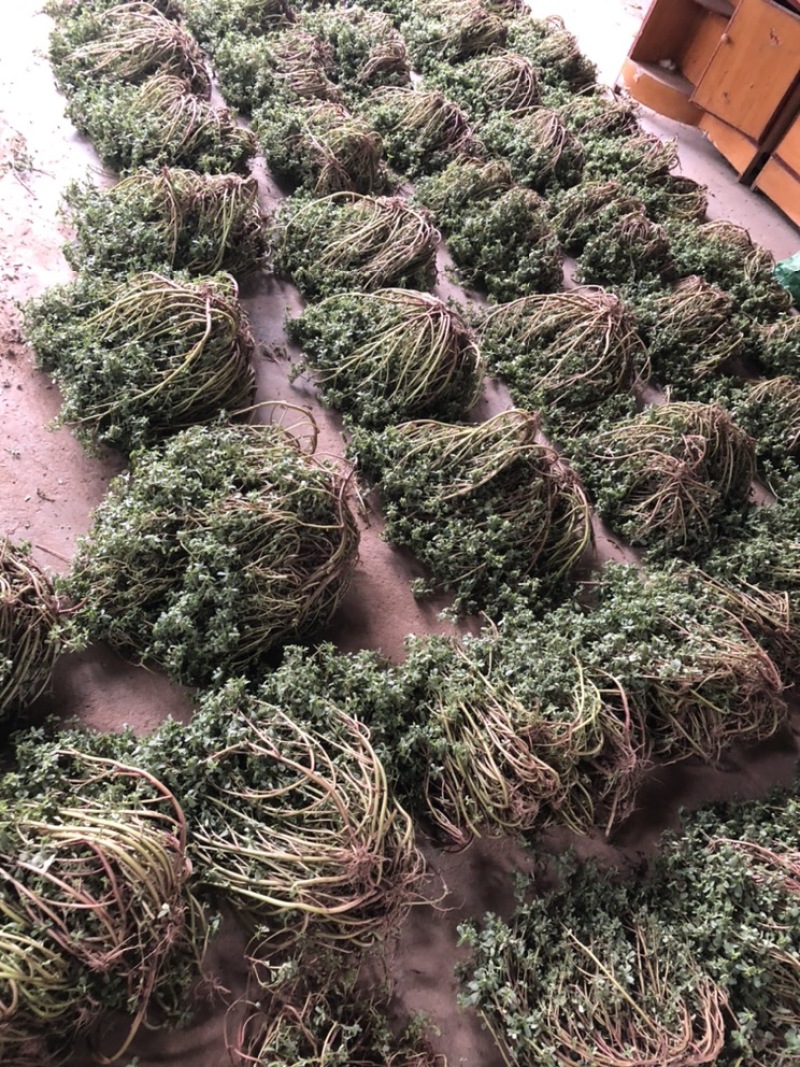 很嫩的马齿苋，全部都是精品，常年大量供应。