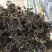 很嫩的马齿苋，全部都是精品，常年大量供应。