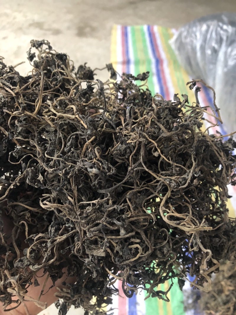 很嫩的马齿苋，全部都是精品，常年大量供应。