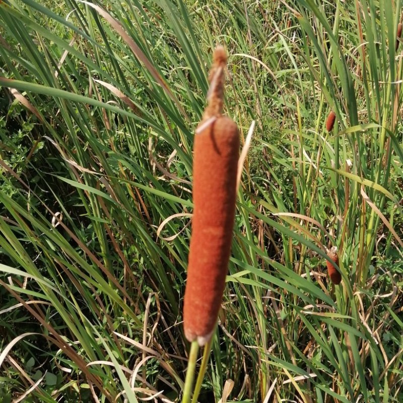 蒲黄棒大量有货