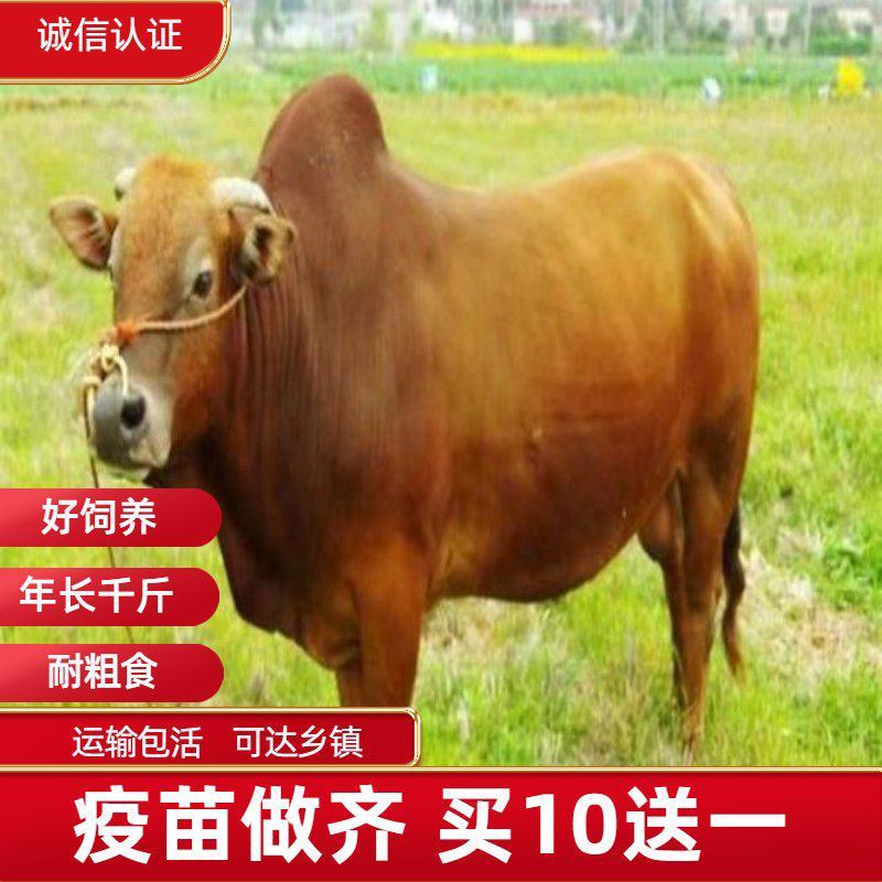 热销黄牛改良黄牛肉牛活体小牛犊牛苗