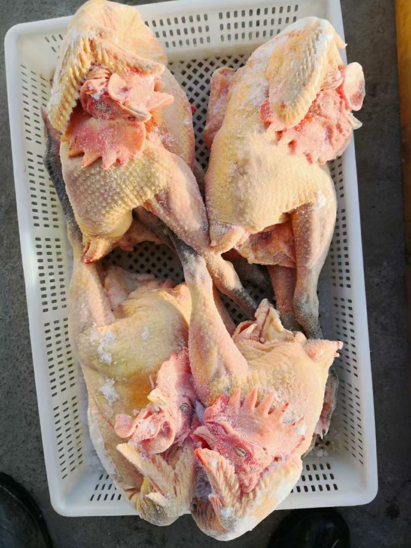 白条鸡白羽白条鸡817肉食白条鸡批发零售供应