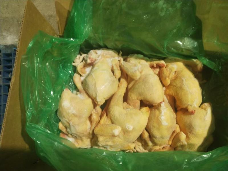 白条鸡白羽白条鸡817肉食白条鸡批发零售供应