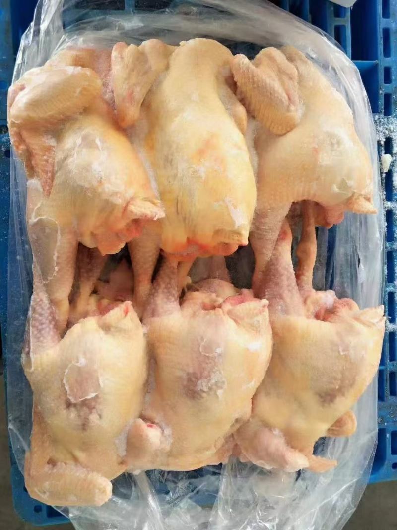 白条鸡白羽白条鸡817肉食白条鸡批发零售供应