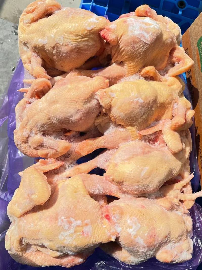 白条鸡白羽白条鸡817肉食白条鸡批发零售供应