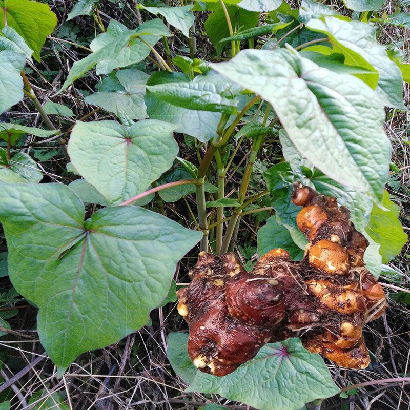 野生荞麦