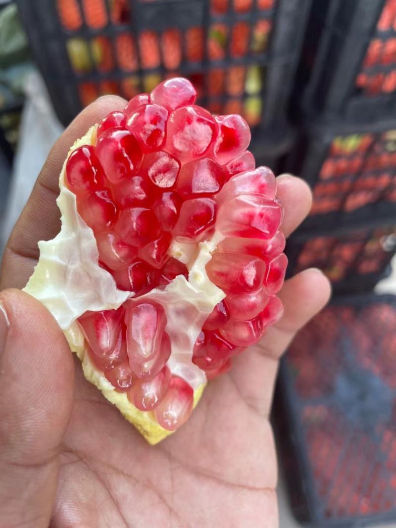 突尼斯软籽石榴，大量上市，产地直发，一次合作终身朋友