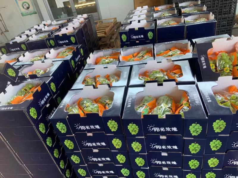 〔优质葡萄〕山东阳光玫瑰，产地直供，大量供应，可视频看货