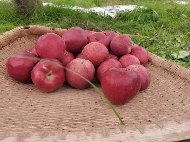 花牛苹果电商一件代发，实力供货