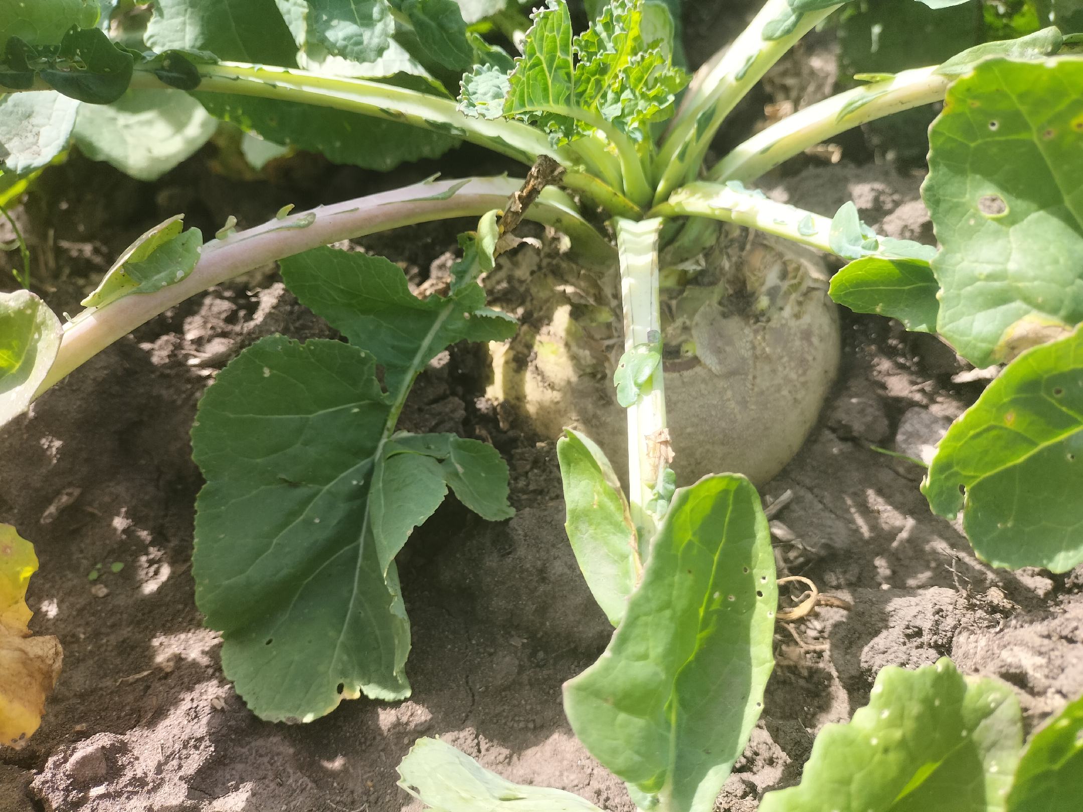 图片说明:科研人员在实验室中进行甘蓝型油菜的基因编辑研究,背景为显微镜下的细胞图像和实验设备 甘蓝型油菜科研实验室