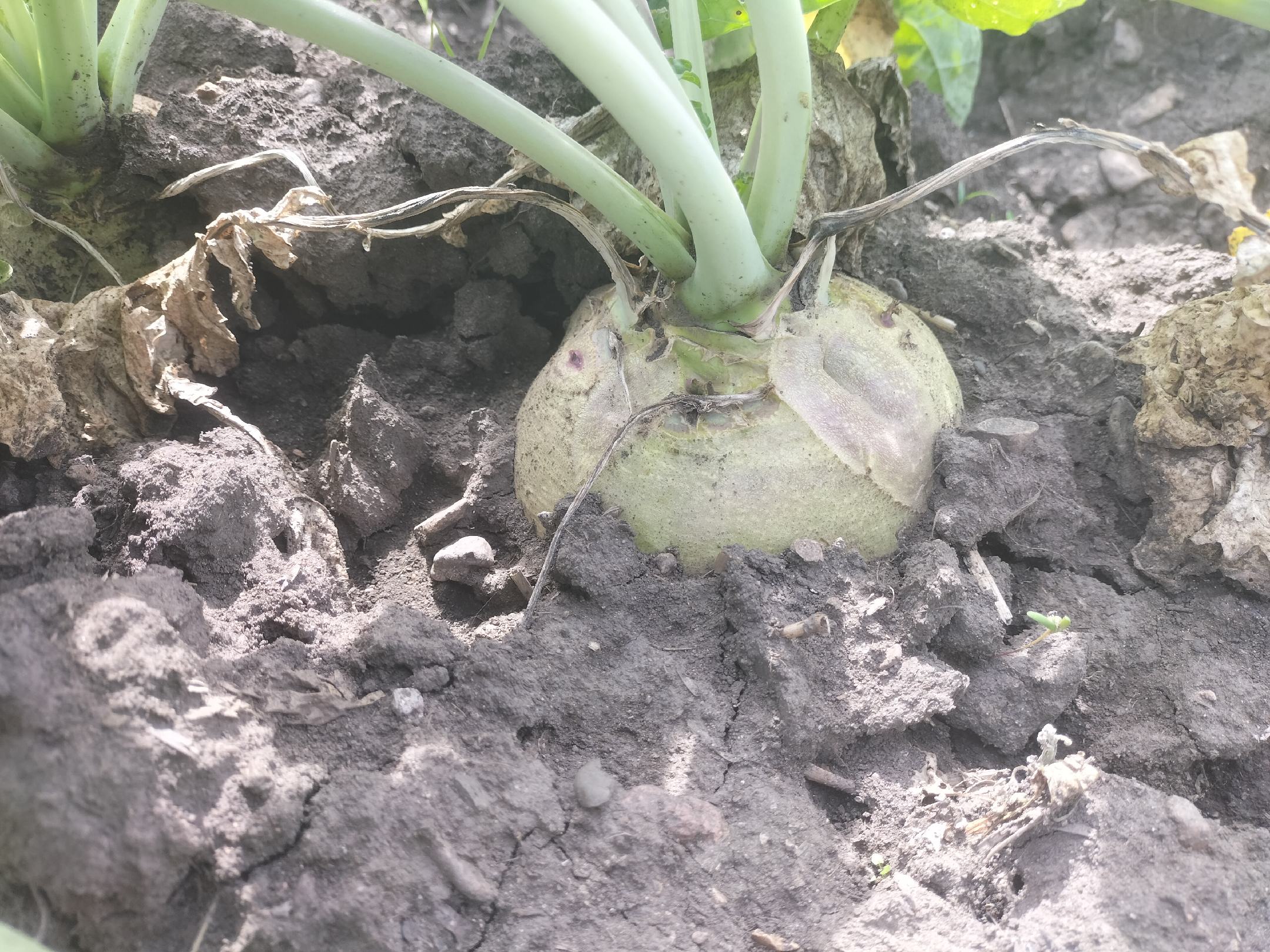 展示羽衣甘蓝在疏松、肥沃土壤中生长的细节,土壤呈深褐色,叶片翠绿 羽衣甘蓝种植土壤