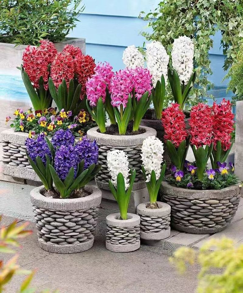 进口风信子包成活，颜色对版，量大优惠，。