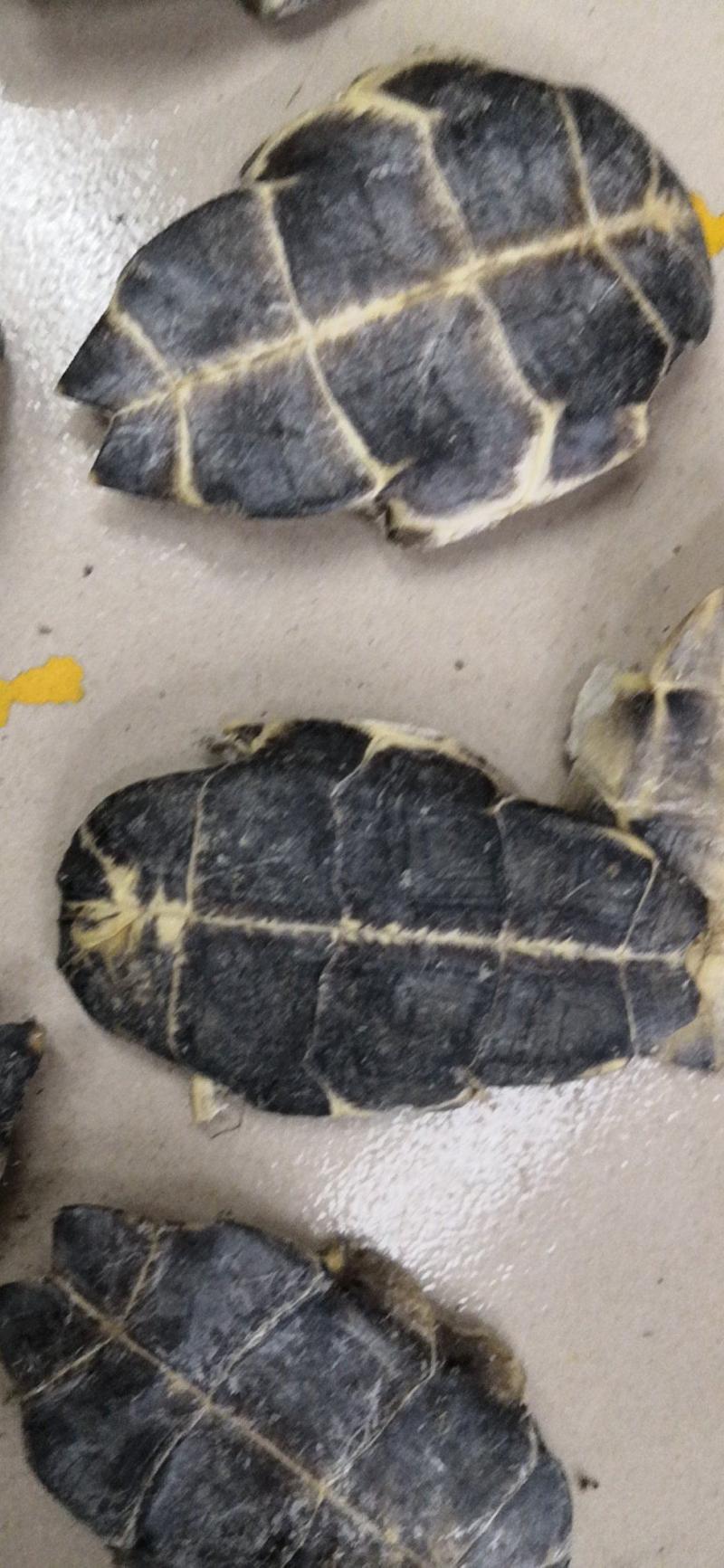 草龟板养殖龟板下甲新货不臭两公斤包邮干净龟板