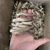 人工种植特级中条鹿茸菇10斤全国