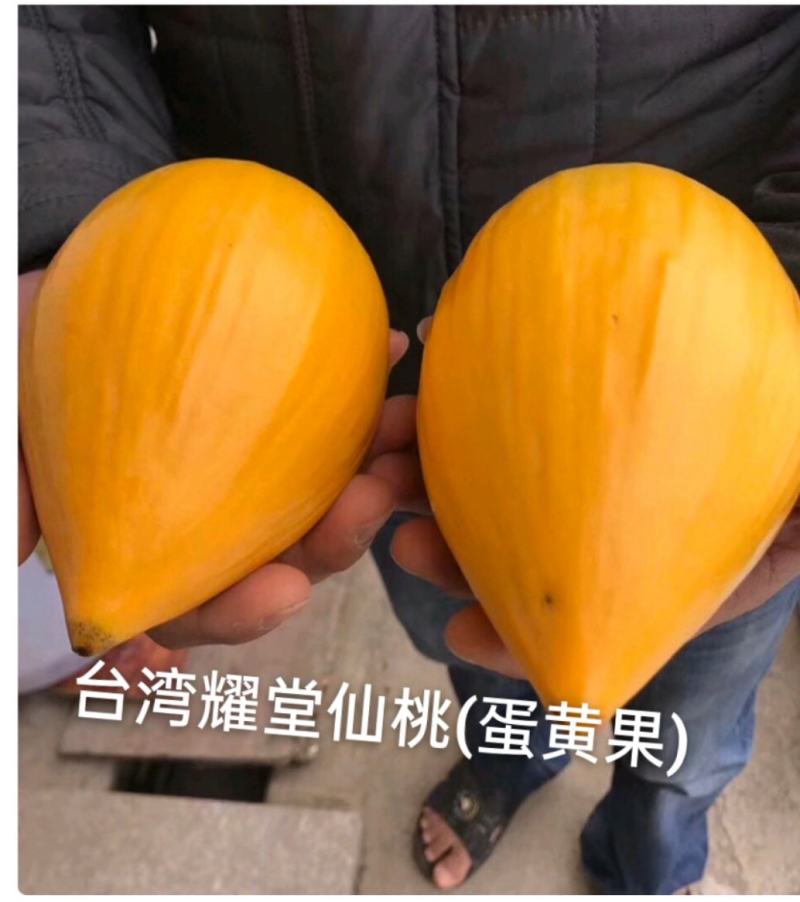 台湾耀堂仙桃(蛋黄果)