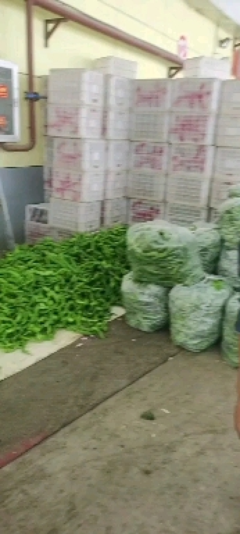 精品陇椒，螺丝椒