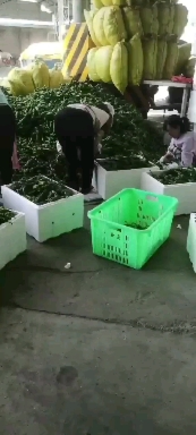 精品陇椒，螺丝椒