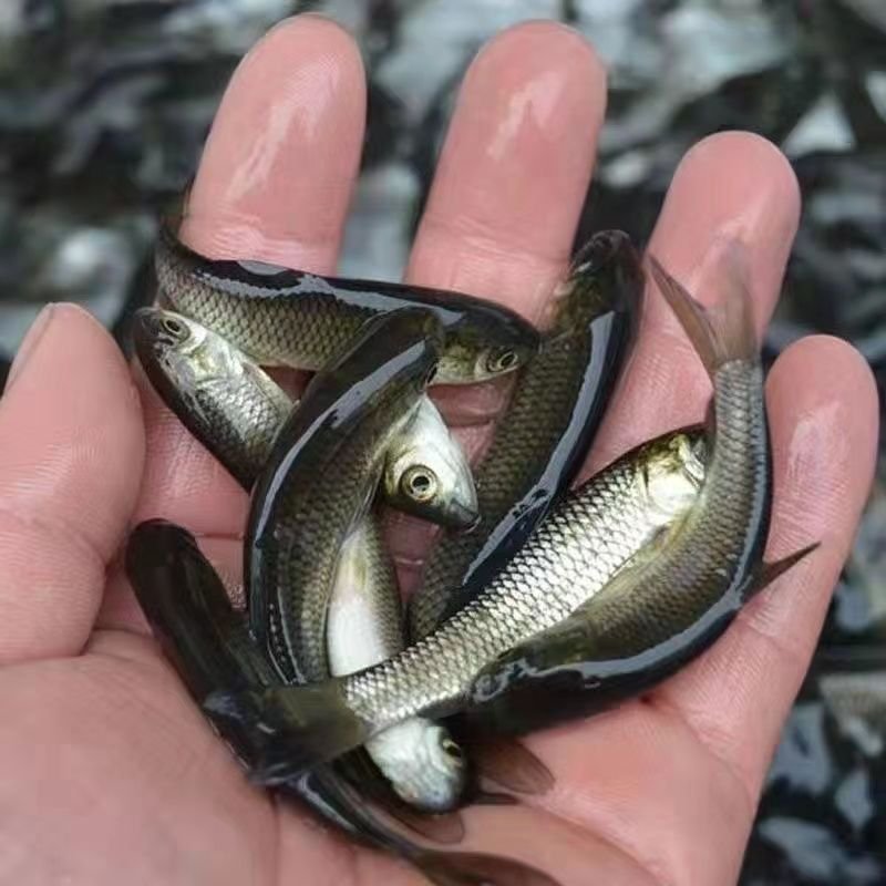 优质草鱼苗5一7厘米