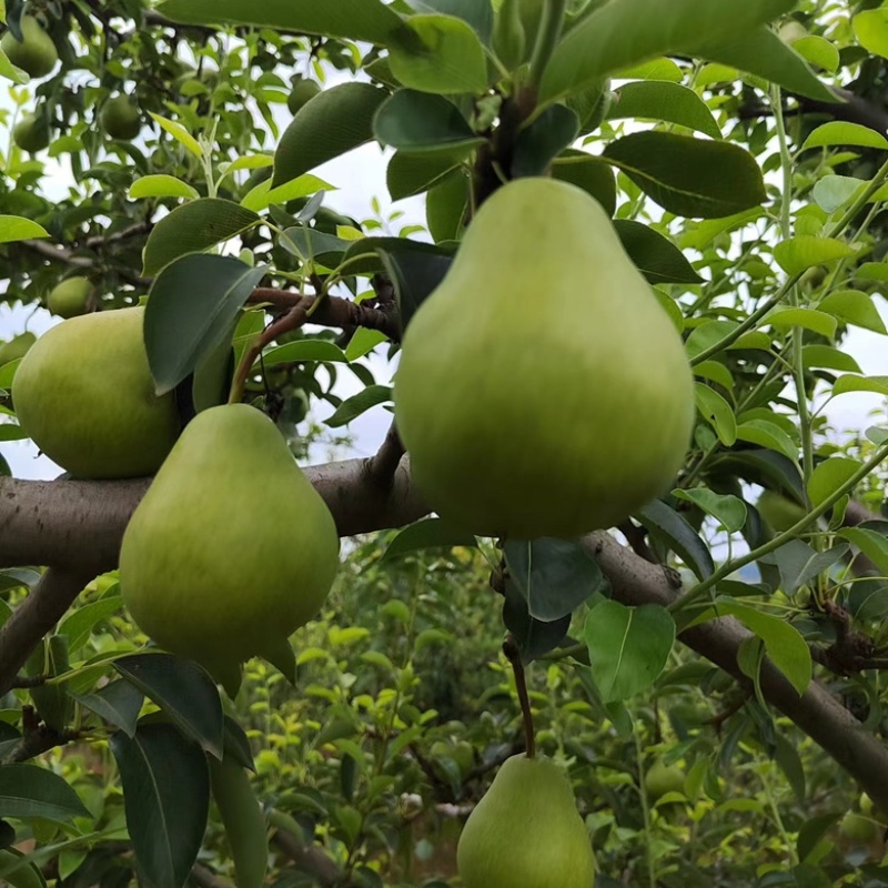 甘肃天水香蕉梨太婆梨（洋梨）贵妃梨大一件代发