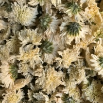 菊花安徽黄山贡菊花七月菊茶用关书药业
