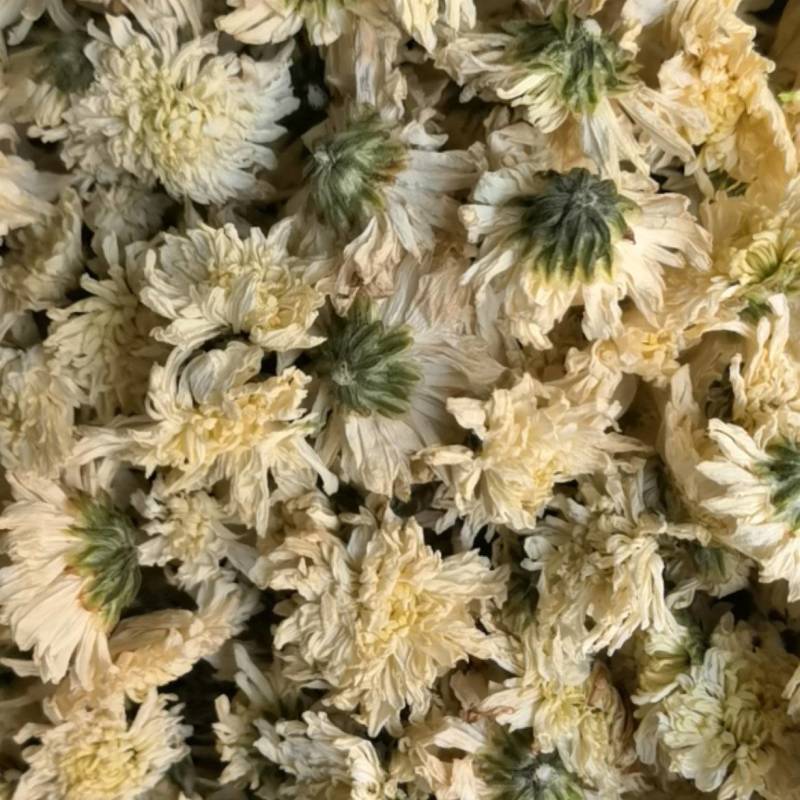 菊花安徽黄山贡菊花七月菊茶用关书药业