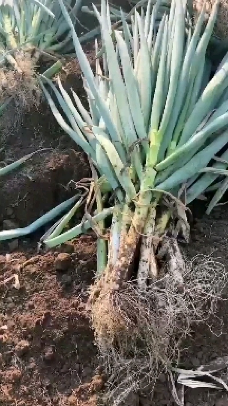 青海高原大葱铁杆钢葱，产地直供！欢迎致电咨询!