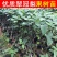四川翠冠梨树苗，早熟，皮薄，多汁甜包成活，包邮送生根剂