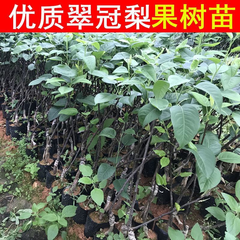 四川翠冠梨树苗，早熟，皮薄，多汁甜包成活，包邮送生根剂