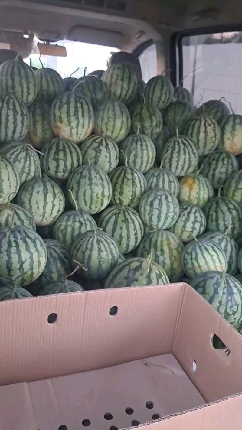 天津市宝坻区台农基地二茬麒麟西瓜精品美都麒麟西瓜