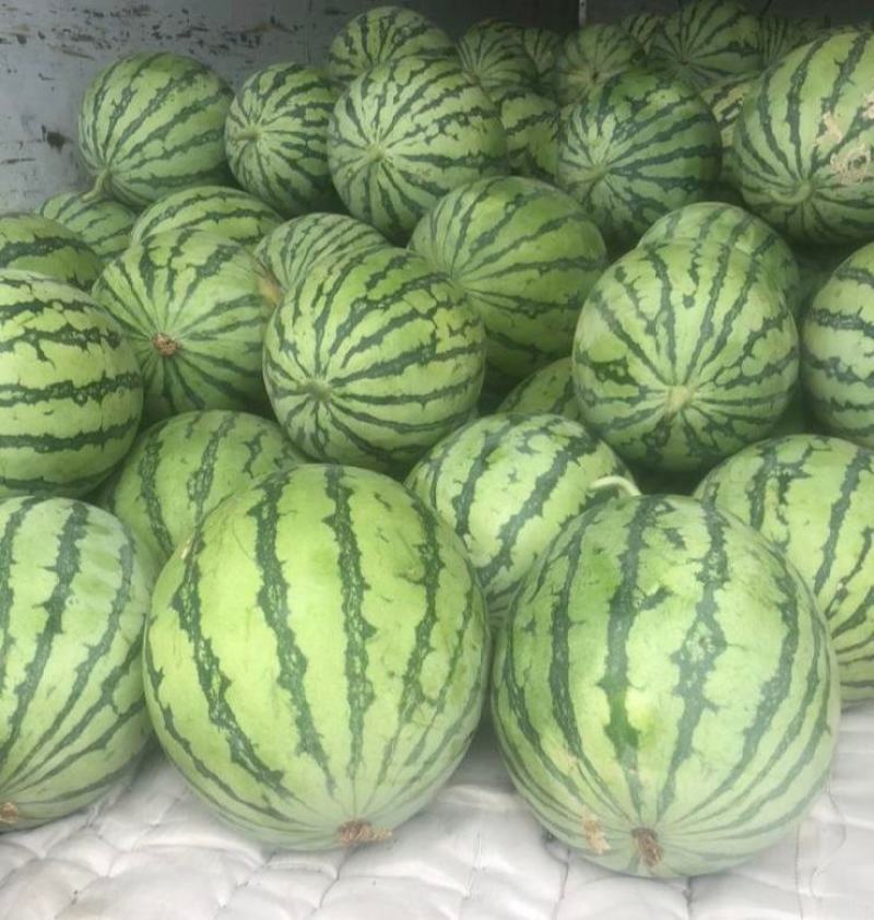 天津市宝坻区台农基地二茬麒麟西瓜精品美都麒麟西瓜