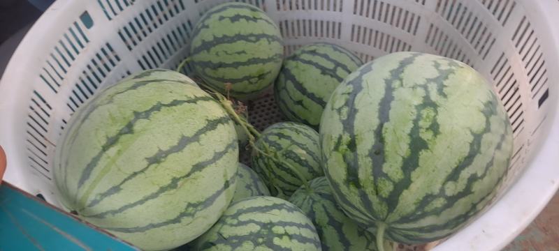 天津市宝坻区台农基地二茬麒麟西瓜精品美都麒麟西瓜