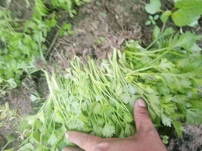 香芹芹菜苗大量上市，一手货源，根好苗粗壮，大量有货